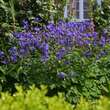 Aquilegia alpina: Bild 3/6