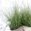 Equisetum scirpoides: Bild 3/3