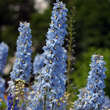 Delphinium cult. 'Summer Skies': Bild 3/4