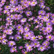 Aster d. 'Herbstgruß v. Bresserhof': Bild 6/6