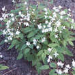 Epimedium youngianum 'Niveum': Bild 3/3