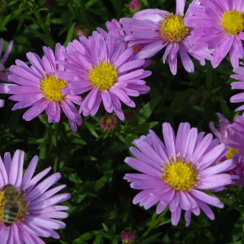 Kissenaster Aster dumosus 'Herbstgruß von Bresserhof' rosa