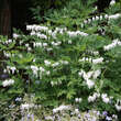Dicentra spectabilis 'Alba': Bild 2/2