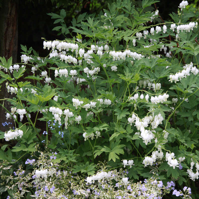 Herzblume Dicentra spectabilis 'Alba' weiß
