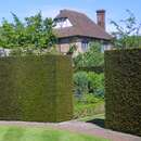 Taxus baccata - Heimische Eibe