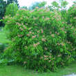 Aesculus pavia discolor: Bild 4/4