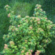 Acer palmatum 'Coonara Pygmy': Bild 6/7