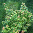 Acer palmatum 'Coonara Pygmy': Bild 6/7