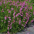 Penstemon 'Red Rocks': Bild 5/6