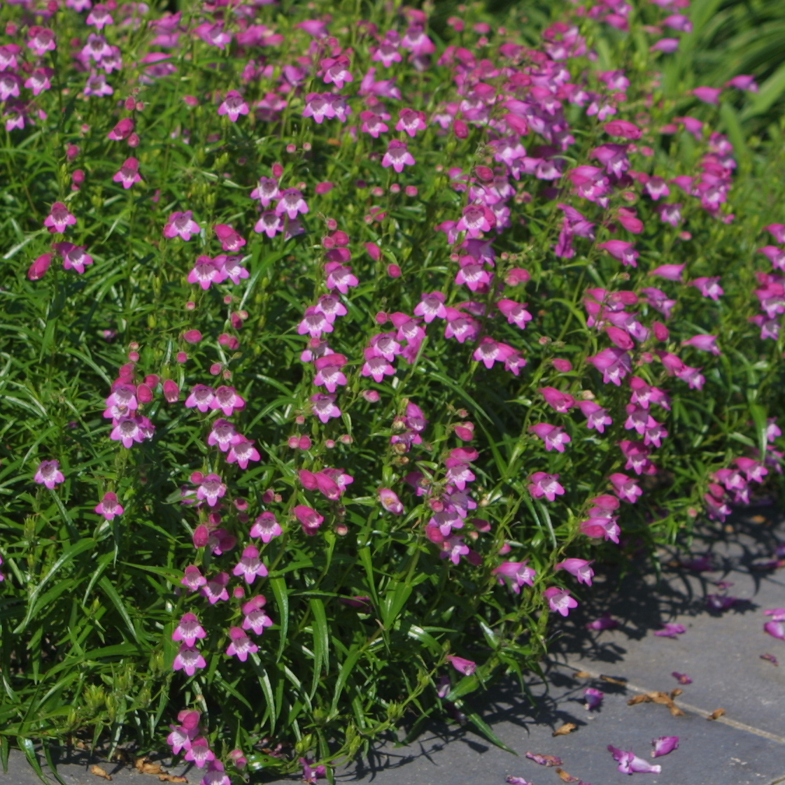 Bartfaden - Penstemon 'Red Rocks' - rosa