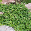 Acaena buchananii: Bild 4/4