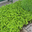 Pachysandra terminalis: Bild 2/8