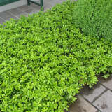 Pachysandra terminalis - Dickanthere