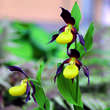 Cypripedium calceolus: Bild 2/2