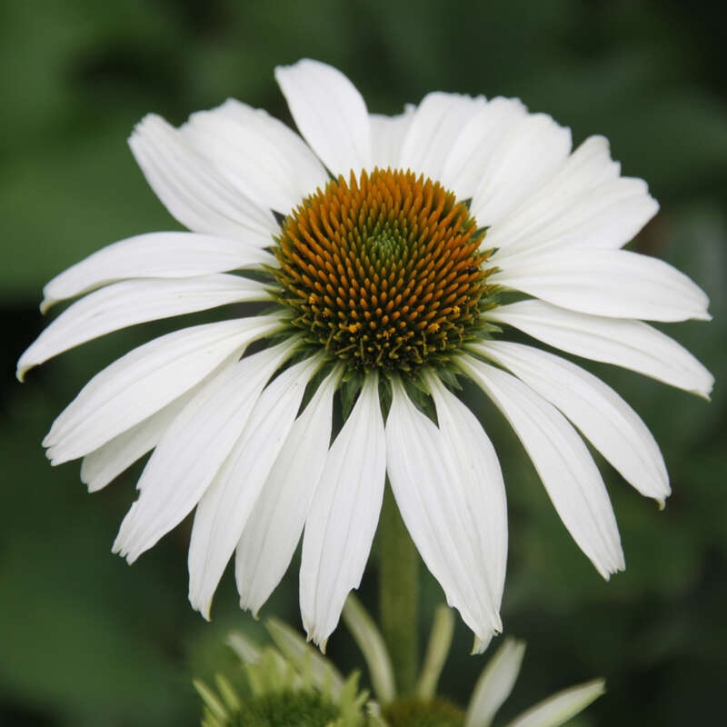 Sonnenhut Echinacea purpurea 'Weißer Schwan' weiß