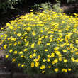 Coreopsis verticillata 'Zagreb': Bild 3/3
