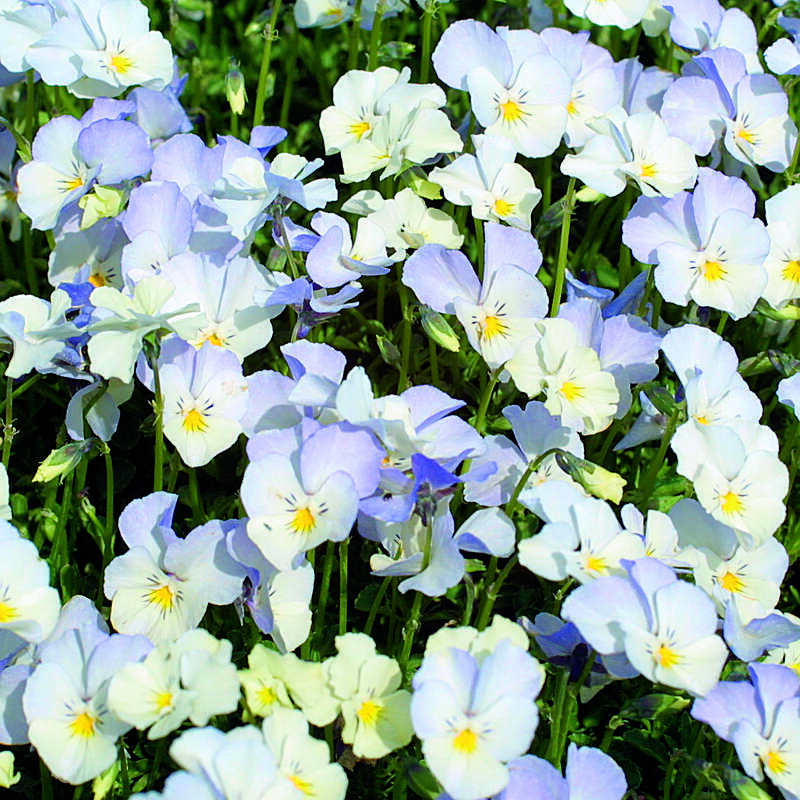 Hornveilchen Viola cornuta 'Milkmaid' blau
