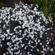 Dianthus arenarius: Bild 6/6