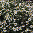 Aster ericoides 'Monte Cassino': Bild 3/5