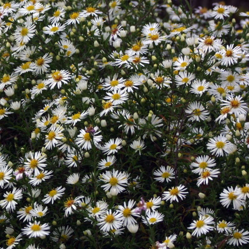 Aster - Aster ericoides &amp;#39;Monte Cassino&amp;#39; - weiß
