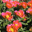 Paeonia lactiflora 'Scarlett O'Hara': Bild 8/8