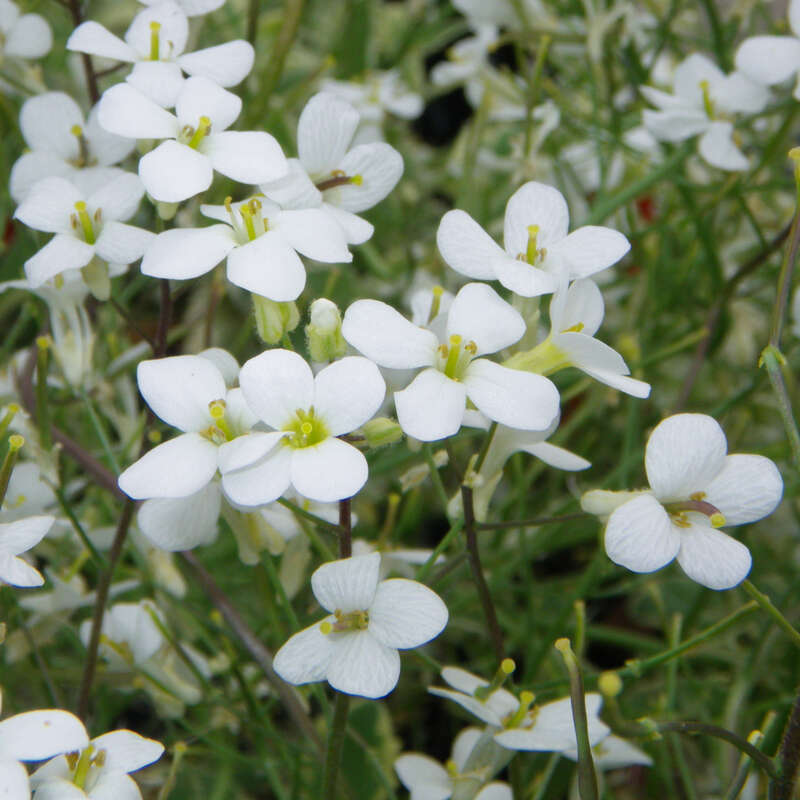 Gänsekresse Arabis caucasica 'Variegata' weiß