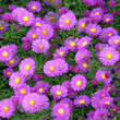 Aster n.b. 'Karminkuppel': Bild 5/5