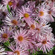 Aster n.a. 'Rosa Sieger': Bild 2/4