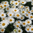 Aster alpinus 'Albus': Bild 2/3