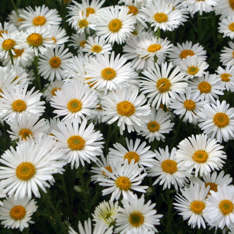 Alpenaster Aster alpinus 'Albus' weiß