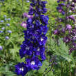 Delphinium cult. 'King Arthur': Bild 2/3