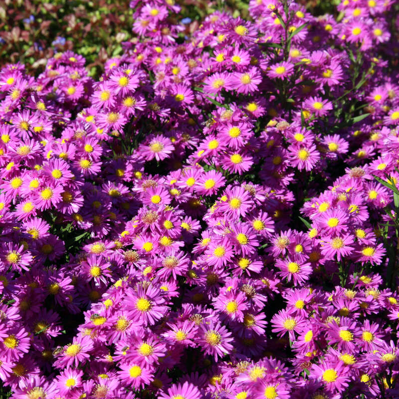 Glattblatt-Aster - Aster novi-belgii &amp;#39;Karminkuppel&amp;#39; - rosa