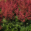 Astilbe japonica 'Montgomery': Bild 4/4