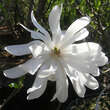 Magnolia stellata 'Royal Star': Bild 1/6
