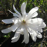 Magnolia stellata 'Royal Star' - Weiße Sternmagnolie