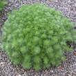 Artemisia schmidtiana 'Nana': Bild 2/3
