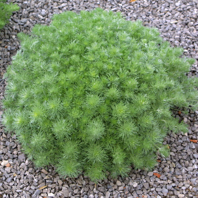 Edelraute Artemisia schmidtiana 'Nana' gelb