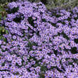 Aster dumosus 'Prof. A. Kippenberg': Bild 3/3