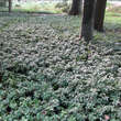 Pachysandra terminalis: Bild 8/10