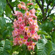 Aesculus carnea 'Briotii': Bild 4/6