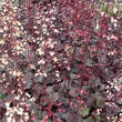 Heuchera 'Amethyst Myst': Bild 4/4