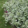 Vinca major 'Variegata': Bild 3/8