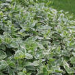 Vinca major 'Variegata': Bild 4/8