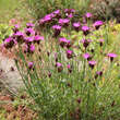 Dianthus carthusianorum: Bild 4/4