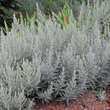 Artemisia ludoviciana 'Silver Queen': Bild 4/5