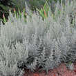 Artemisia ludoviciana'Silver Queen': Bild 4/5