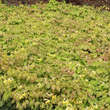 Epimedium versicolor 'Sulphureum': Bild 4/5