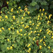 Corydalis lutea: Bild 4/8