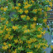 Lonicera tellmanniana: Bild 4/4