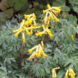Corydalis lutea: Bild 3/8